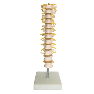 Thoracic Spinal Column